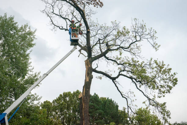 Reliable Copperas Cove, TX Tree Care Services Solutions