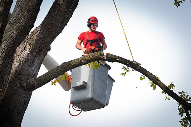 How Our Tree Care Process Works  in  Copperas Cove, TX